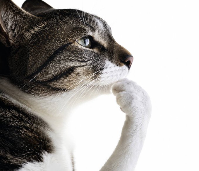 A close-up profile photograph of a tabby and white cat looking thoughtfully upward with its paw near its face.