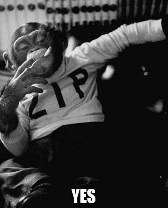 Black and white image of a chimpanzee smoking a cigarette while wearing a shirt that reads 'ZIP', with the text 'YES' below.