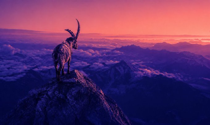 A majestic ibex standing on a rocky mountain peak looking out over a vast landscape of mountains and clouds bathed in pink and purple sunset light.