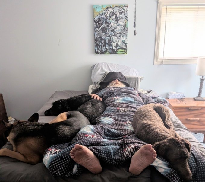 A person is lying in bed covered with a patterned blanket, surrounded and snuggled by multiple dogs of various breeds and colors.