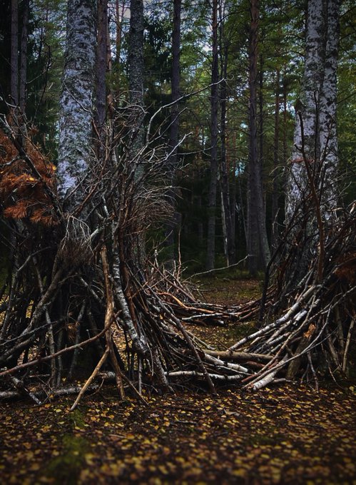 A photograph of a teepee-like structure made of sticks in a forest setting, surrounded by tall birch and pine trees.