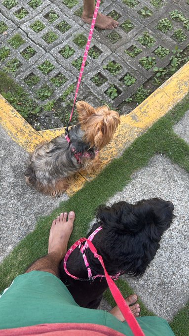 Two small dogs on pink leashes stand on artificial grass and paving stones next to a barefoot person.