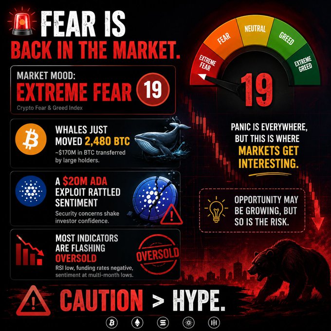 A dark-themed market infographic displays the Crypto Fear & Greed Index at "EXTREME FEAR 19," featuring a red warning siren, a fear/greed gauge, and a bearish bear silhouette, while highlighting key data points: 2,480 BTC moved by whales, a $20M ADA exploit, and oversold indicators (low RSI and negative funding rates), all reinforcing the post's message that panic dominates the market yet opportunity and risk are simultaneously rising, with the closing advice "CAUTION > HYPE."