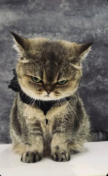 A tabby cat with a serious expression wearing a black collar, sitting against a gray textured background.