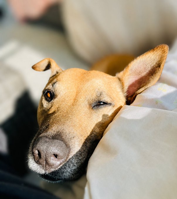 A close-up photo of a tan dog with one ear flopped and one ear perked up, peacefully resting its head on a white cushion in warm sunlight.