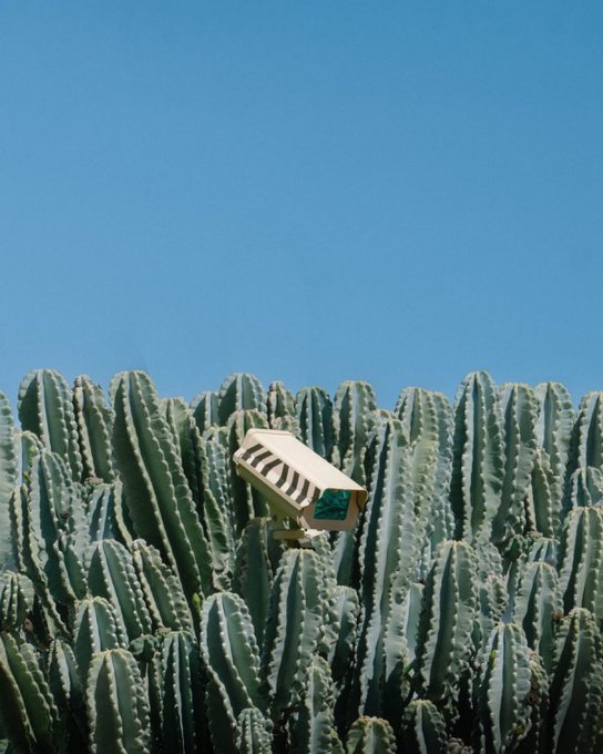 A surreal photograph of a security camera nestled among the tall, ribbed green columns of cacti against a clear blue sky.
