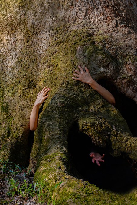 An artistic photograph showing hands emerging from the hollows of a large, moss-covered tree trunk, with a small pink creature visible in the lower cavity.