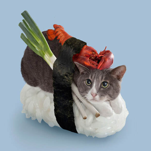 A grey and white cat's face is digitally merged into a piece of sushi, with the cat's body replaced by rice, seaweed wrap, crab, lobster, and green onions.