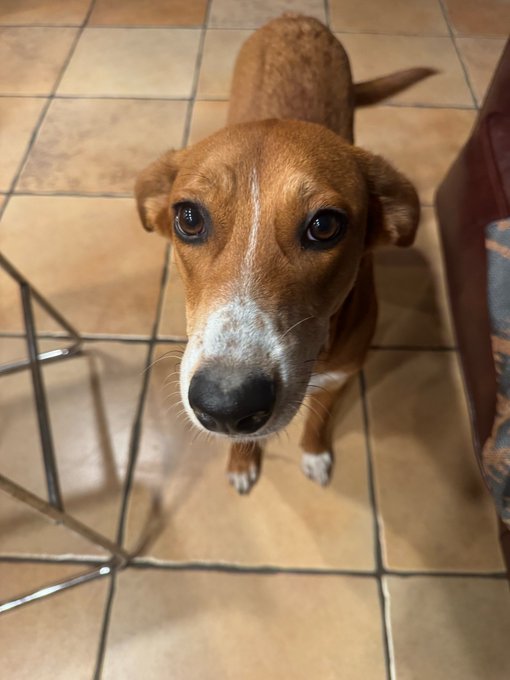 A small brown and white dog looks up at the camera while sitting on a beige tiled floor.
