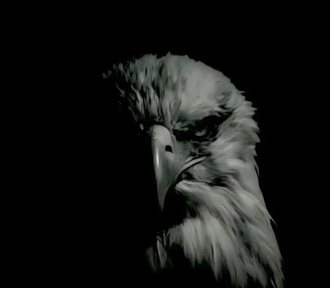 A regal, stoic eagle emerges from the darkness, its piercing gaze symbolizing the vigilant strength of crypto majors during periods of bullish consolidation.