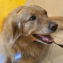 A close-up photo of a golden retriever smiling with its mouth open.