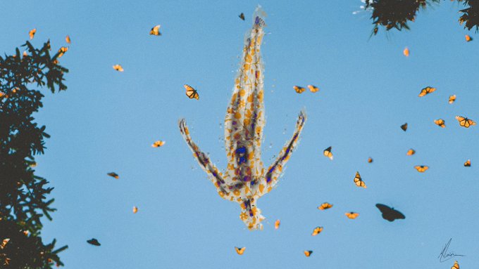 An artistic photograph showing a person floating face-down in clear blue water surrounded by orange monarch butterflies, framed by dark green foliage.