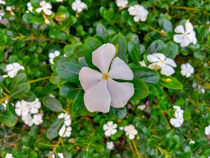 The image features a close-up view of white flowers with green leaves surrounding them. The flowers are in full bloom, creating an eye-catching display against the backdrop of the lush greenery. The background consists of more plants and foliage, further emphasizing the beauty of the white flowers.