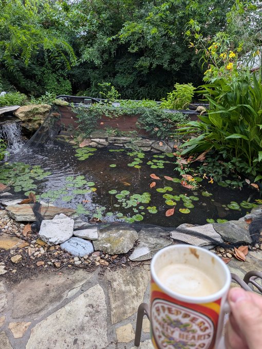 A first-person view of someone holding a coffee cup with 'Coffee Heard' branding while looking at a backyard garden pond with water lilies, a small waterfall, and lush green foliage.