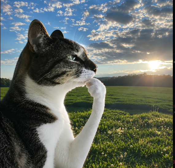 A tabby and white cat sits in profile in a grassy field at sunset, gazing thoughtfully into the distance as if contemplating future possibilities. The image's contemplative mood and forward-looking pose mirror the post's optimistic outlook on $HMM's growth potential and continued development progress.