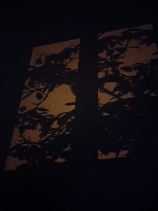 A dark silhouette of leafy plant branches framed within a glowing orange-lit window at night.