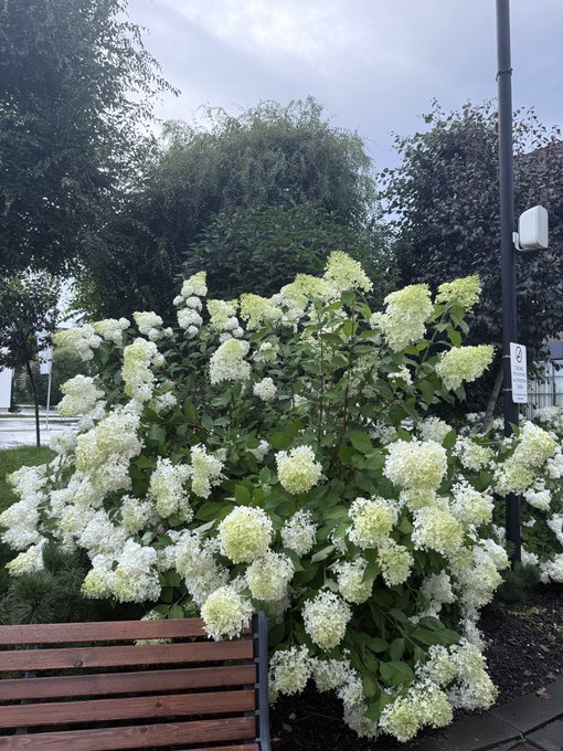 A large bush with abundant clusters of white and light green flowers sits outdoors next to a wooden bench, a lamp post, and a paved path.