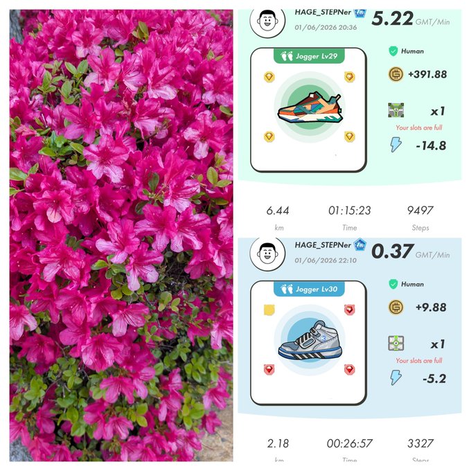 The image shows two different pictures of a pink flower, with one picture being a close-up view of the flower's petals and leaves, while the other picture is an illustration or cartoon style of a shoe. The images are side by side on a single page, creating a visual contrast between the natural beauty of the flower and the man-made design of the shoe.