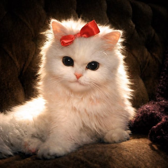 A fluffy white kitten wearing a red bow on its head, sitting on a brown textured surface with soft lighting highlighting its fur.