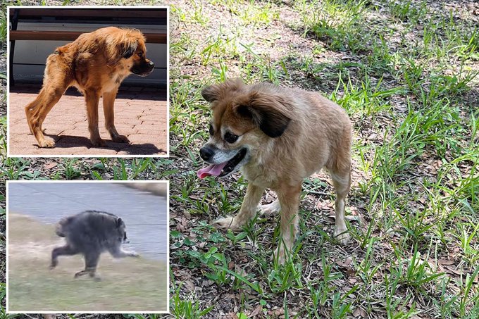 A collage of three photos showing a scruffy brown dog in different settings: standing on a sidewalk, playing in grass, and running.