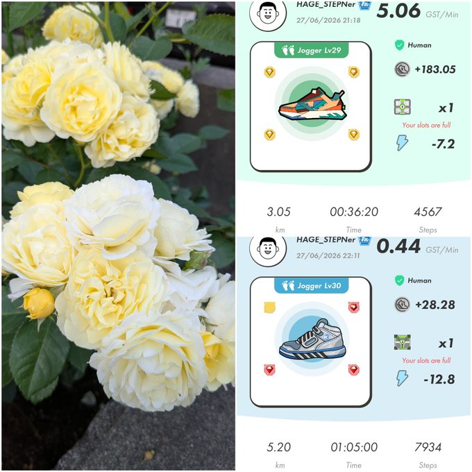The image is split into two halves: the left side shows a cluster of pale yellow roses in bloom, while the right side displays two Stepn app screenshots from user "HAGE_STEPNer" showing Jogger Lv29 and Lv30 sneaker NFTs with earnings of +183.05 GST (5.06 GST/Min) and +28.28 GST (0.44 GST/Min) respectively, dated 27/06/2026. The accompanying post shares the activation code 27045098 alongside these earnings, pairing the serene floral imagery with the fitness app's crypto rewards.