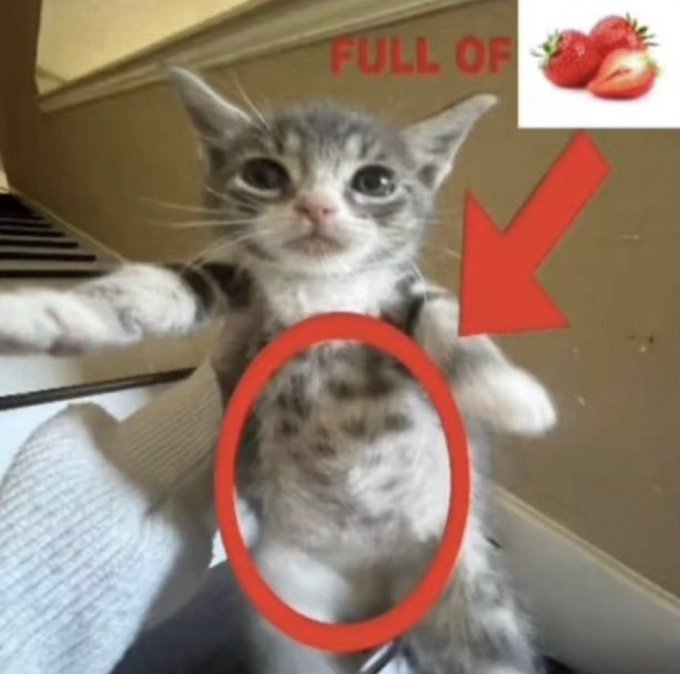 A meme showing a kitten standing upright with a red circle highlighting its belly, accompanied by text 'FULL OF' and an image of strawberries with an arrow pointing to the cat.