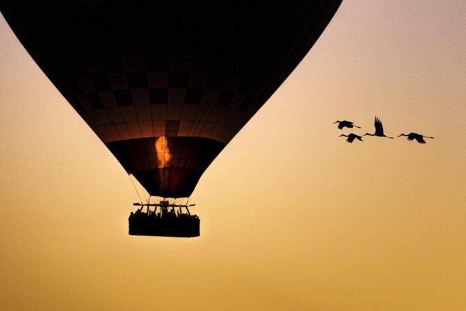 A hot air balloon silhouetted against a sunset sky, with a flock of birds flying nearby.