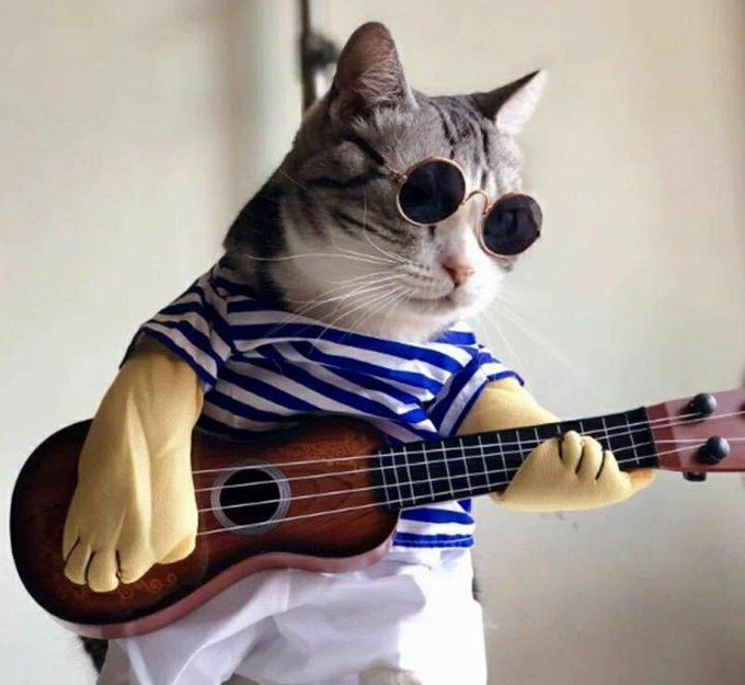 A cat wearing round sunglasses and a striped shirt strums a ukulele while looking cool and unbothered, humorously embodying the calm, "it is what it is" vibe of a crypto investor watching their portfolio swing wildly between triumph and despair within the same hour.