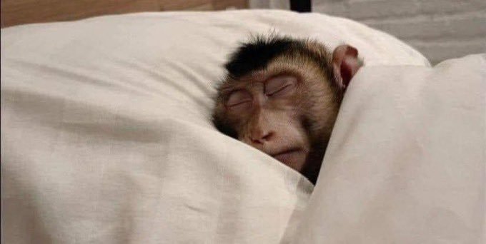 A small monkey sleeping peacefully with eyes closed, wrapped snugly in white bedding.