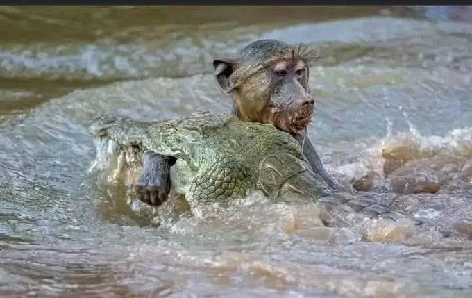 A battle-scarred monkey riding a crocodile through muddy water, perfectly capturing the weathered, survival-mode demeanor of a seasoned crypto holder who has endured multiple bear markets and still clings to their position.