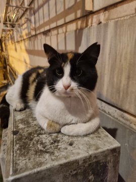 The image features a black, white, and orange cat sitting on top of a concrete block or stone slab. The cat appears to be resting comfortably with its head tilted back as if looking at something off-camera. There are no other objects or people in the scene, making it a simple and uncluttered composition that highlights the cat's presence.
