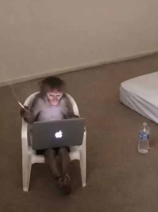 A monkey sits in a small white plastic chair, holding a cigarette and looking at a silver Apple laptop, with a water bottle and mattress on the floor beside it.