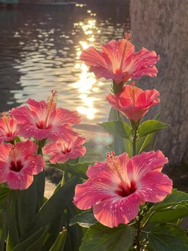A cluster of pink hibiscus flowers in bloom near a body of water reflecting sunlight.