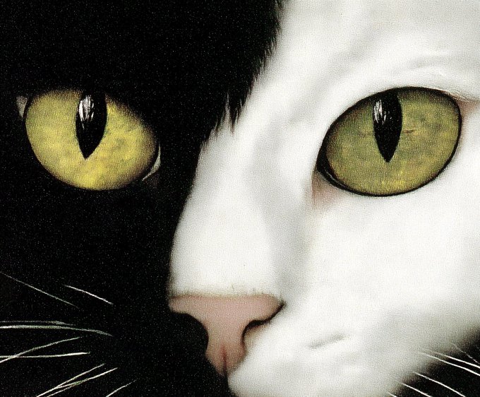 The image features a close-up of a cat's face, with its eyes and nose prominently displayed. The cat has black and white fur, giving it a unique appearance. The background appears to be a light gray color, which contrasts nicely with the cat's fur. The image is accompanied by text that reads "Thank you Stampfigang for collecting from the XXVI collection on Tezos ...", indicating that this image was taken as part of a collection or series dedicated to cats and their unique features.