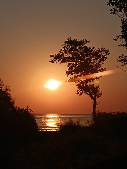 A scenic sunset or sunrise over water, with the sun low on the horizon and silhouetted trees and vegetation in the foreground.