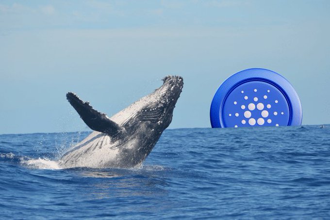 A humpback whale breaches dramatically next to the Cardano (ADA) logo floating in the ocean, visually symbolizing the "Cardano whales" accumulating massive amounts of ADA at the fastest pace since 2023, with smart money buying while derivatives traders remain heavily short at a 0.58 long/short ratio.