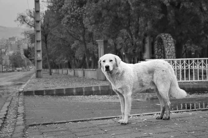A black and white photograph of a white dog standing on a paved area near a road, with trees and a fence visible in the background.