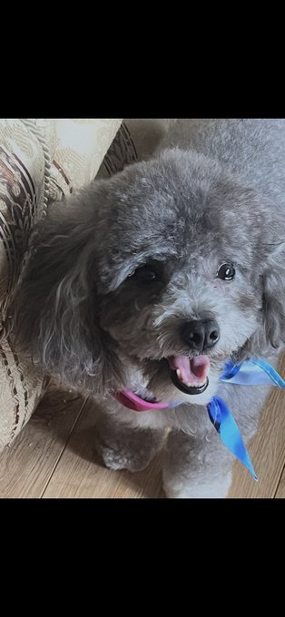 A fluffy gray poodle with a blue ribbon around its neck looks up at the camera with its mouth slightly open in a happy expression.