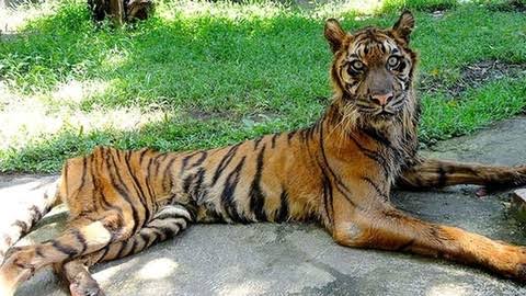 A tiger lies on a stone surface with patches of grass in the background, gazing directly at the camera.