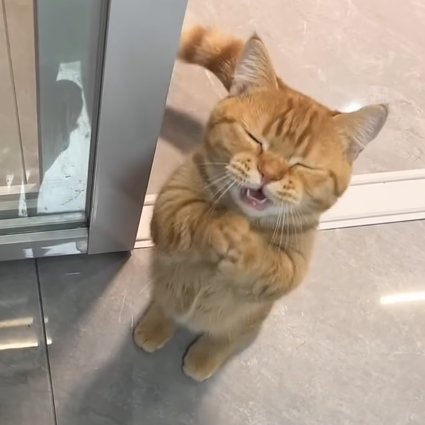 An adorable orange tabby cat standing on its hind legs with its eyes closed and mouth open in a joyful expression, appearing to smile.