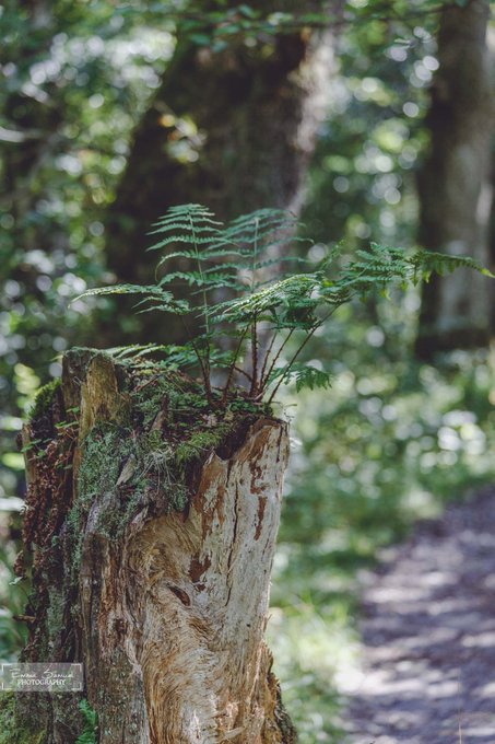 A moss-covered tree stump in a sunlit forest with delicate green ferns sprouting from its top, while a blurred dirt path winds through the trees in the background.