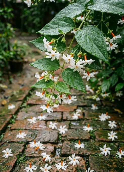A branch of night-blooming jasmine flowers with small white blooms and green leaves, with fallen flowers scattered on a wet brick path below.