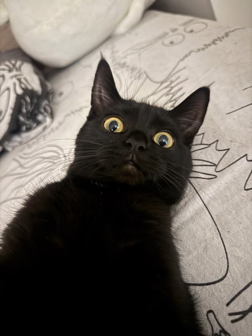 A black kitten with bright yellow eyes lies on its back on a light-colored blanket featuring line-art cat illustrations, gazing upward at the camera.