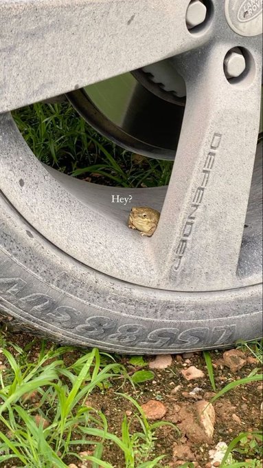 A small frog peeking out from inside the wheel well of a car, with the caption 'Hey?' written next to it.