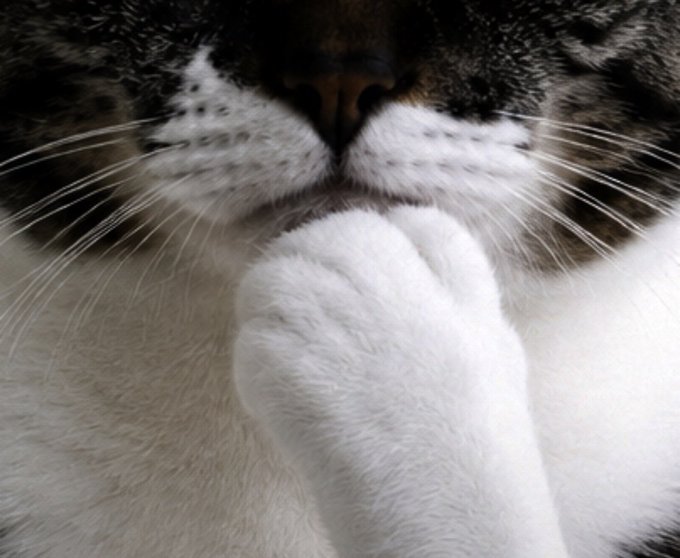 A close-up photograph of a tabby and white cat with its eyes closed, resting its white paws near its face in a sleeping or relaxed pose.