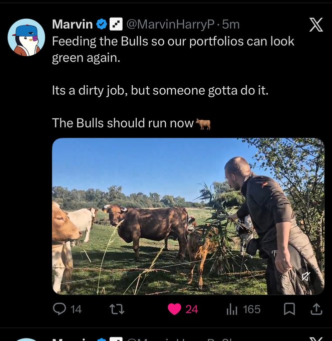 A tweet from @MarvinHarryP with a profile picture of a man in a blue cap reads "Feeding the Bulls so our portfolios can look green again. Its a dirty job, but someone gotta do it. The Bulls should run now 🐂" alongside an image of a man feeding actual cattle with green vegetation in a pasture. The image humorously literalizes the accompanying post's joke about @MarvinHarryP "feeding bulls in real life hoping this is gonna pump our market," playing on financial terminology with a literal farm scene.