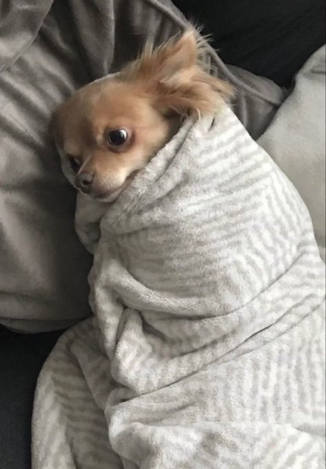 A small long-haired Chihuahua wrapped snugly in a gray striped blanket on a dark surface.