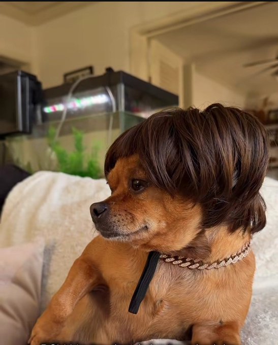 A small brown dog wearing a brown wig and a sparkly collar, lounging on a beige couch.