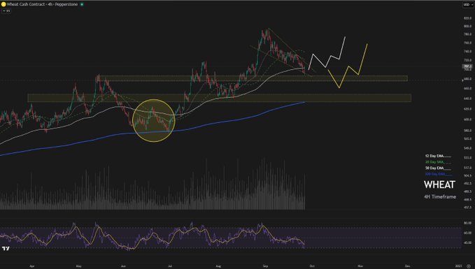 A TradingView chart of Wheat Cash Contract showing price action with moving averages, a highlighted yellow circle area, and a white and yellow forecast pattern suggesting price movements.