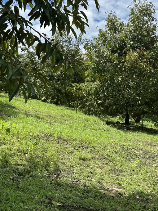 A sunlit orchard or garden with green grass, leafy trees, and a small dirt path running through the middle.